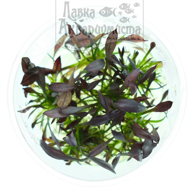 Эхинодорус Афлейм (меристемное растение), ф60х40 мм