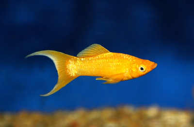 Моллинезия Золотая Лира