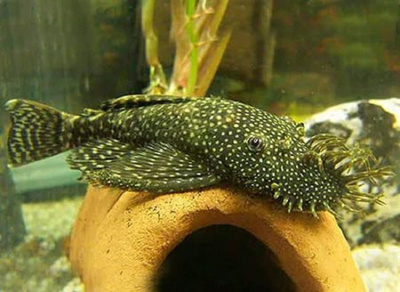 Анциструс, XL Ancistrus sp,