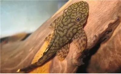 L393 Анциструс Мадре де Диос Ancistrus sp. L393