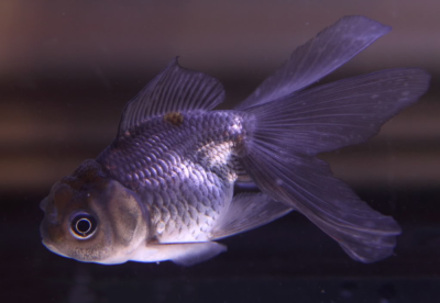 Оранда Голубая (M) Carassius auratus Оранда Голубая (M) Carassius auratus