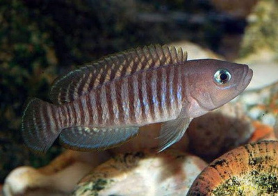 Лампрологус Мультифасциатус