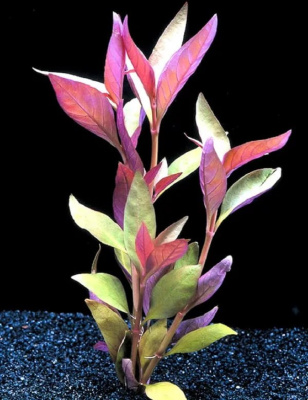 Альтернатера Кардинальская, с грузом