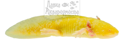 Аксолотль Золотой Дракон, M Ambystoma mexicanum Аксолотль Золотой Дракон, M Ambystoma mexicanum