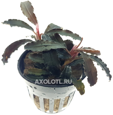 Буцефаландра Годзилла, в горшочке
