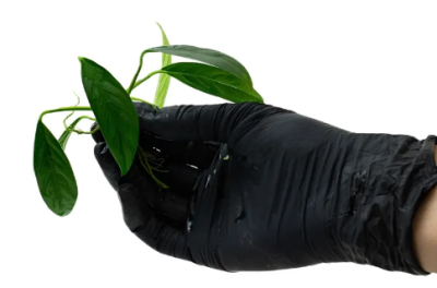 Анубиас Конгенсис, шт