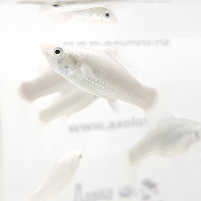 Моллинезия Серебряная Моллинезия Серебряная