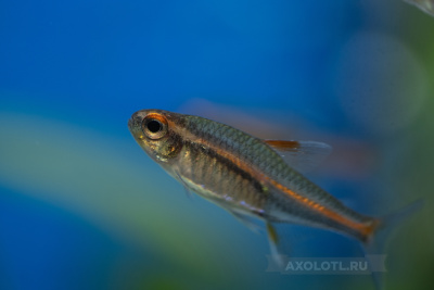 Грацилис (эритрозонус)  Hemigrammus erythrozonus