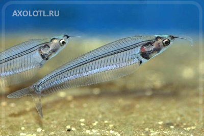 Сом стеклянный Сом стеклянный