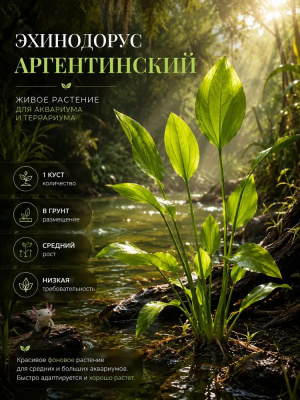 Эхинодорус Аргентинский, с грузом