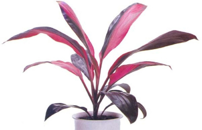 Кордилина Красные края