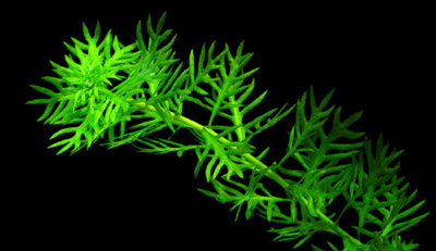 Хоттония Палюстрис, шт