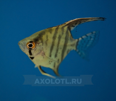 Скалярия mix, SM