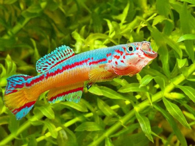 Афиосемион Амиета  Aphyosemion amieti