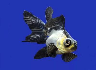 Телескоп Панда (M) Carassius auratus