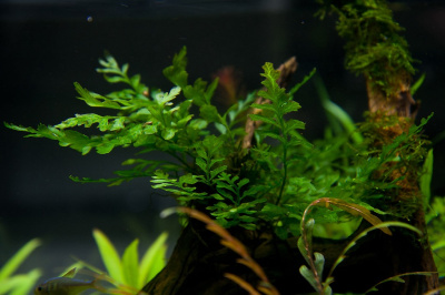 Папоротник Болбитис гетелоти Компакт, шт