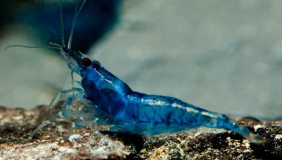 Креветка Вишня Голубая Neoncardina sp.