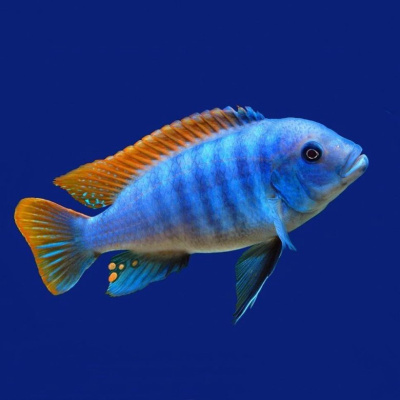 Псевдотрофеус Айс Блю