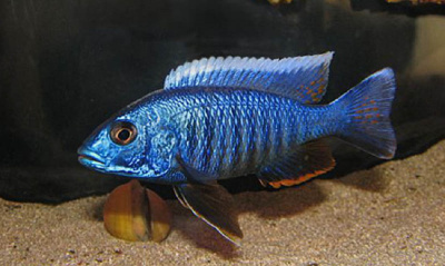 Хаплохромис Электрик Блю (L)