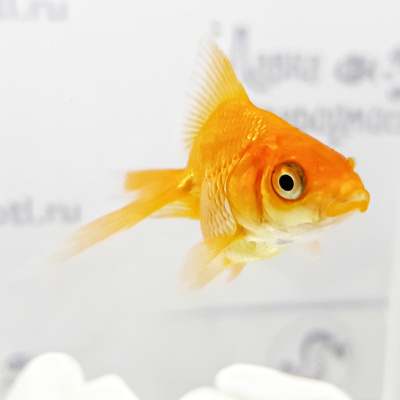 Риукин Красный (SM) Carassius auratus
