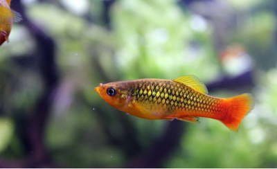 картинка Пецилия Сансет Лимия от магазина