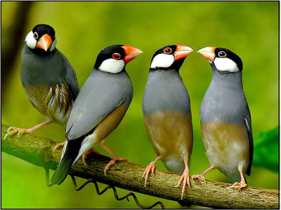 Амадина Рисовая Амадина Рисовая