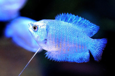 Лялиус Кобальтовый яркий (самцы) Лялиус Кобальтовый яркий (самцы)