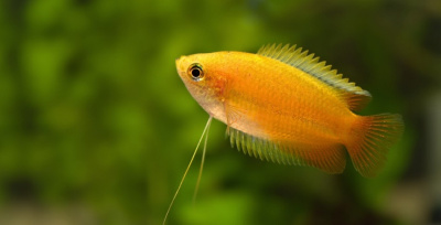 Гурами Медовый Золотой Colisa sota