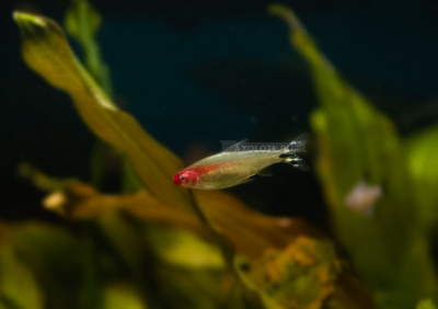 Тетра Родостомус, M