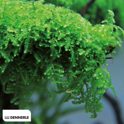 Мох Везикулария Плакучая In-Vitro, (меристемное растение), ф60х40 мм