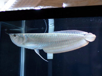 Арована Серебряная, L Osteoglossum bicirrhosum
