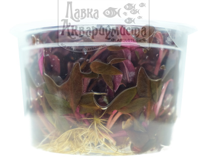 Альтернантера Рейнека Мини (меристемное растение), ф60х40 мм