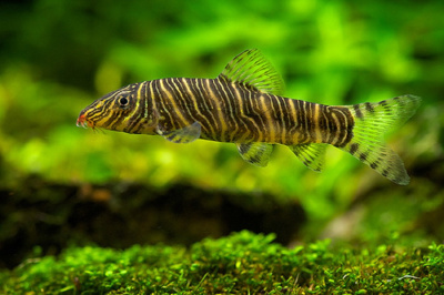 Боция Стриата Botia striata