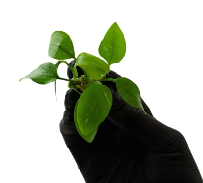 Анубиас Нана Голден, шт Anubias species Golden Анубиас Нана Голден, шт Anubias species Golden