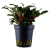 TROPICA Буцефаландра Красная в горшочке TROPICA Буцефаландра Красная в горшочке