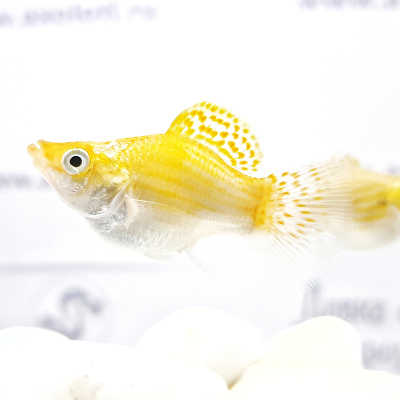 Моллинезия Баллон Золотая