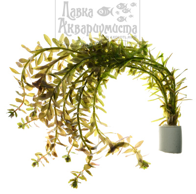 Ротала Индийская, с грузом