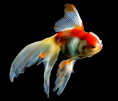 Оранда Красно-Белая (M), Вуалевая Carassius auratus