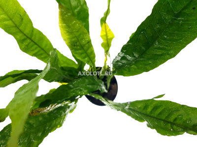 Папоротник Таиландский Молот Тора, в горшочке