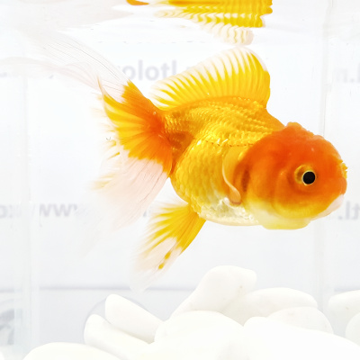 Оранда Красная (L) Carassius auratus