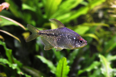 Тетра Бриллиантовая