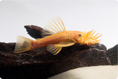 L144 Анциструс Желтый L-144 Ancistrus sp.