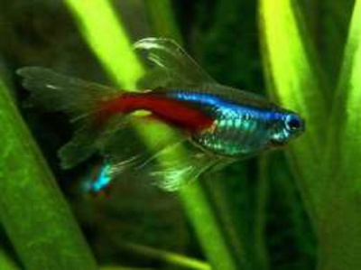 Неон голубой Вуалевый