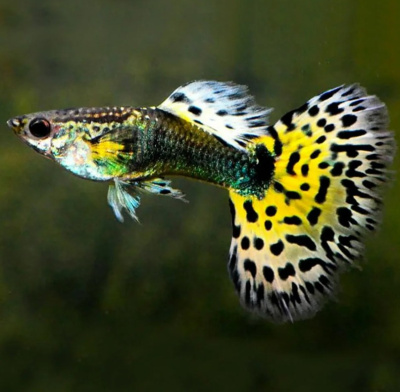 Гуппи леопард Гуппи леопард