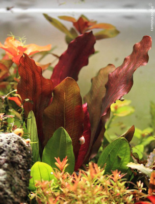 Эхинодорус Хамелеон Красный, в горшочке