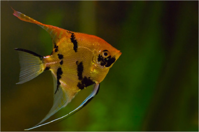 Скалярия Березка, ML