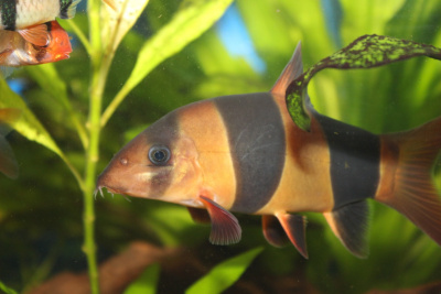 Боция Клоун, S Chromobotia macracanthus