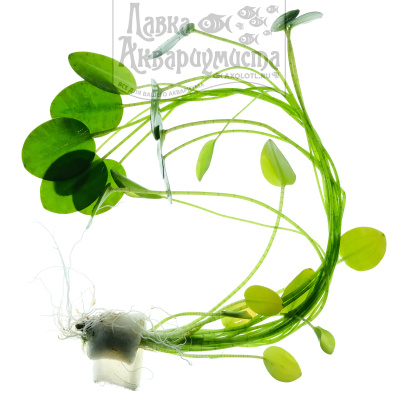 Гидроклеис Нимфоидес (водяной мак), с грузом