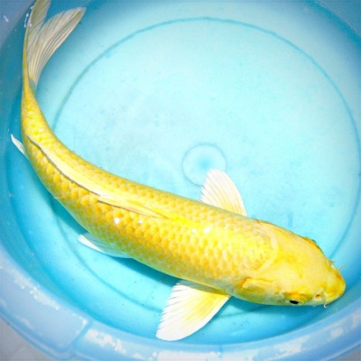 Карп КОИ золотой, S Карп КОИ золотой, S