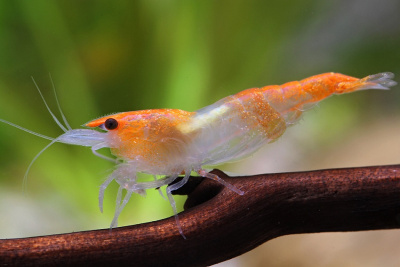 Креветка Рили Оранжевая Neoncardina sp.